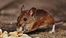 24 Hour & Emergency Exterminators in Cambridge, MN